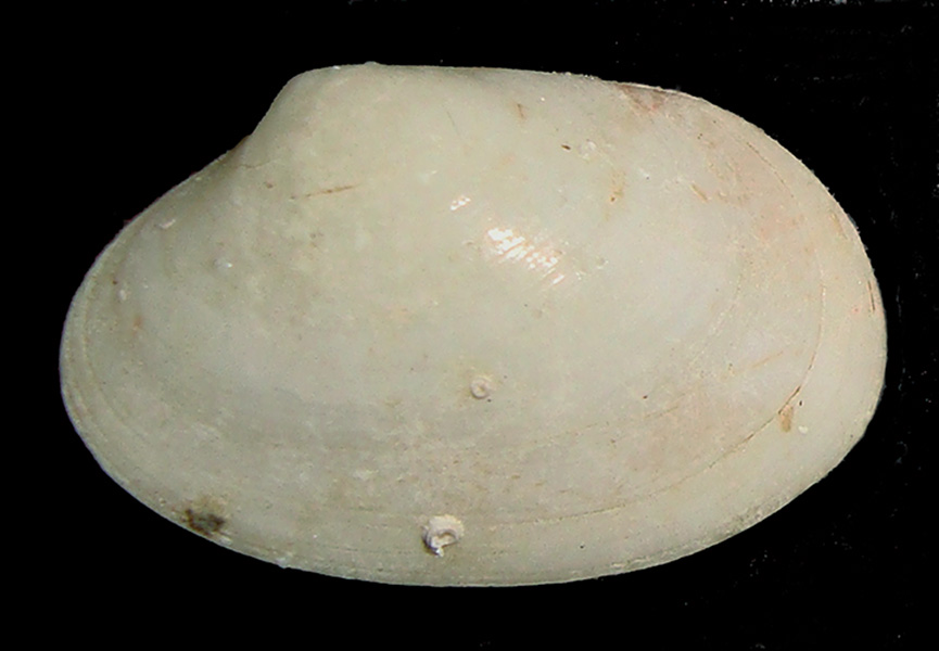 bivalve da identificare
